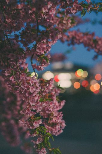A vertical shot of cherry blossom branches densely covered with pink flowers