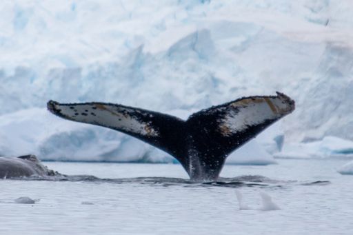 A closeup of Icebergs with a whale tail in the foreground in Antarctica