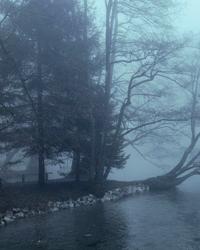 The river with leafless trees in the forest on a misty day