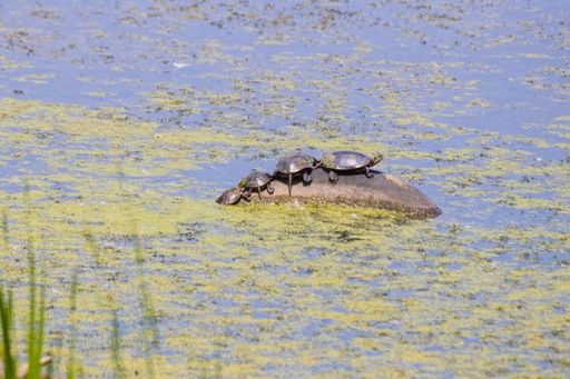 A several turtles on a rock in the middle of a mossy swamp