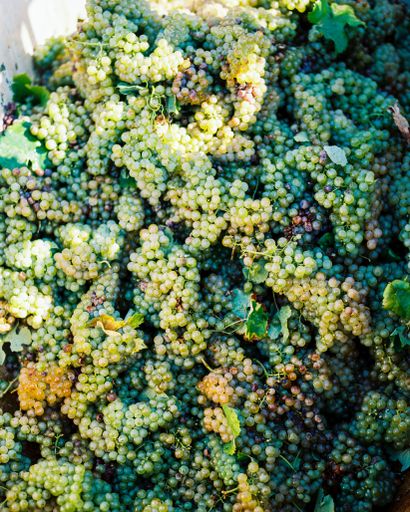 A bin of freshly harvested white grapes