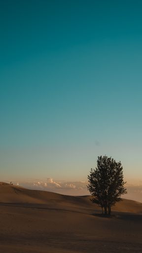A vertical shot of a lonely tree in a desert