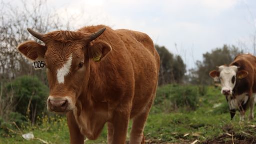 A close-up shot of domestic cow walking on the grassland during daytime with another one walking in the blurred background