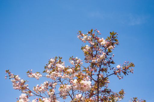 A closeup shot of cherry blossom on the sky background