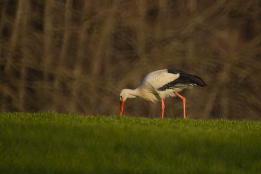 A beautiful view of the Heron or Ardea cinerea looking for the food in the field