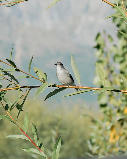 A vertical shot of a fire-eyed diucon standing on a tree branch in a field under the sunlight