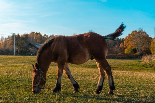 A beautiful shot of an Ardennais Horse eating grass and wagging its tail in Skarszewy, Poland