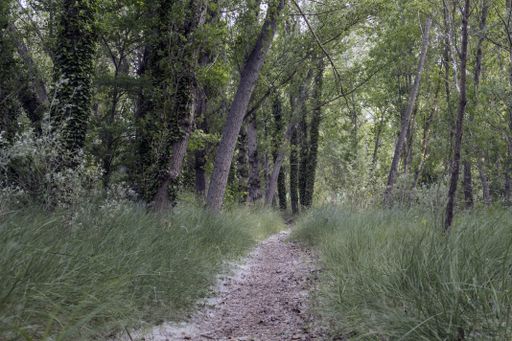 A beautiful shot of a narrow pathway in the forest at daytime