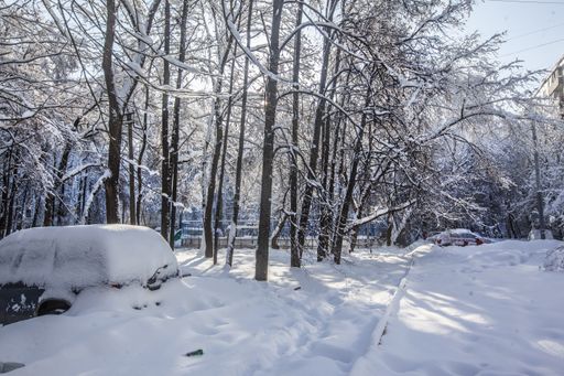 A beautiful shot of trees in a park completely covered in snow during winter in Moscow, Russia