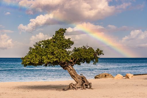 A horizontal shot of the mesmerizing view of the beach and sea, with a tree on the shore under the rainbow-perfect for wallpaper