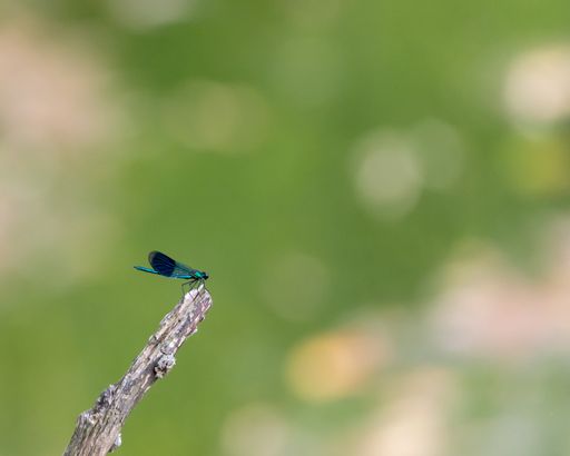 A closeup shot of a dragonfly on a branch under the light with a blurry background