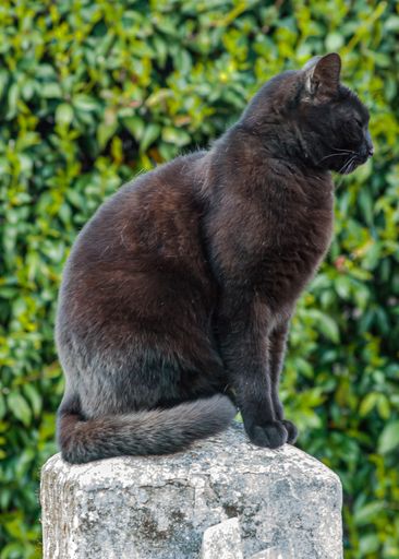 A vertical shot of a black cat sitting on a stone rock with greenery in the background