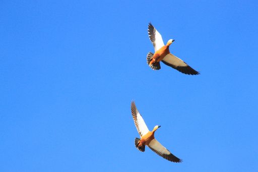 A low angle shot of two beautiful birds flying in the clear sky