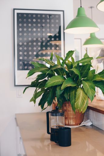 A vertical shot of a coffee machine near plant pots on the counter