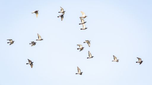 A flock of birds in the sky in a circular formation, creating a mesmerising and captivating sight