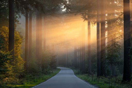 The Soft golden morning light coming through the trees over the road