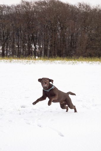 a photo of brown labrador in the snow