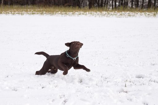 a photo of brown labrador playing in the snow