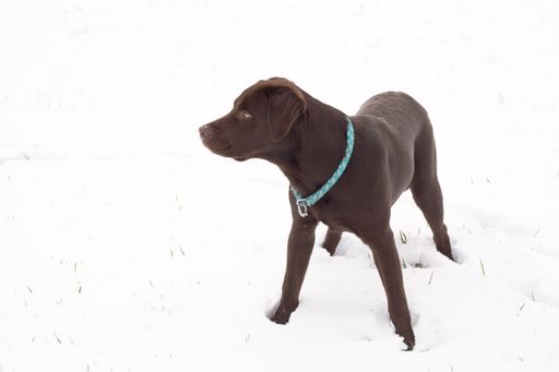 a photo of brown labrador playing in the snow