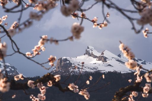 Snow-covered mountain range framed by apricot trees in bloom in the spring in Saillon, Valais, Switzerland