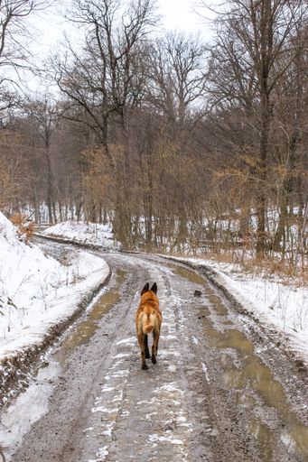 A vertical shot of a belgian shepherd walking in a rural area in winter