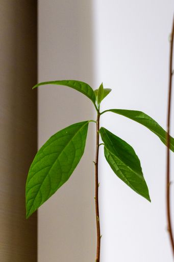 A vertical shot of an avocado plant growing indoors