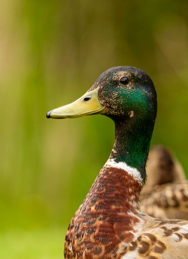 A close-up shot of a wild duck, Mallard in bright sunlight with blurred green background