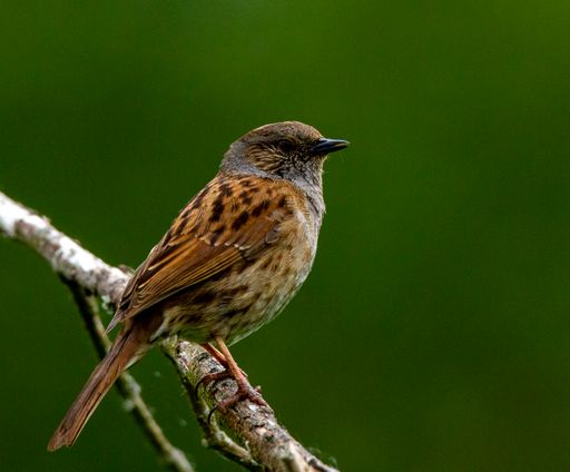 A shallow focus shot of a dunnock bird perched on a tree branch during daytime with blurred green background