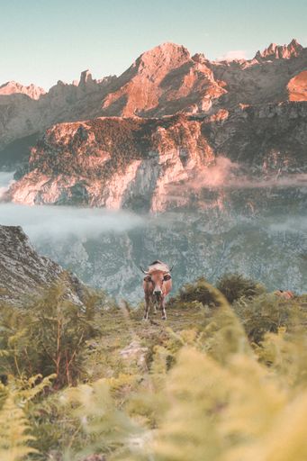 A vertical shot of a cow in mountains during a sunny day-perfect wallpaper