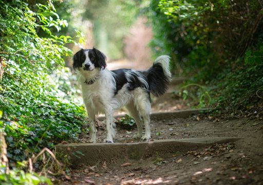A low angle shot of a black welsh springer spaniel on the steps in a forest with a blurry background