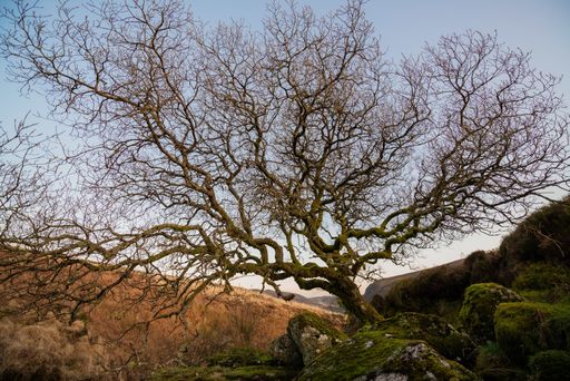 A beautiful shot of an old dry oak tree in hills under a cloudless sky
