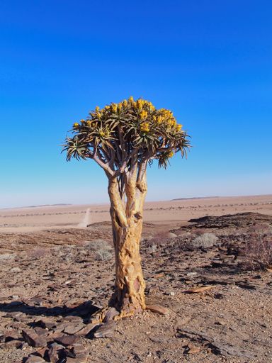 A lonely quiver tree in a desert in Namibia