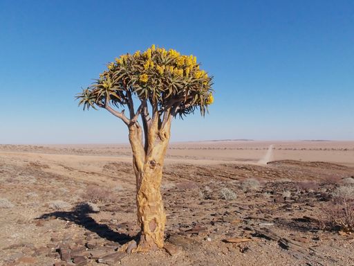 A single giant Quiver tree in the middle of a dessert against a clear cloudless sky