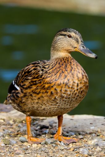 A charming picture of a mallard duck standing on a sunny river bank