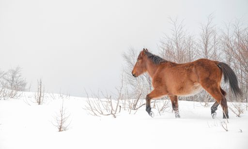 A beautiful brown horse walking in the snow surrounded by leafless trees.