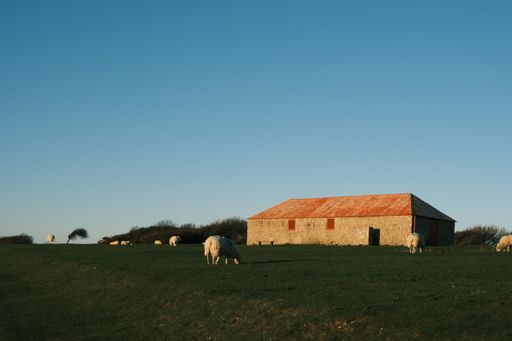 A panoramic view of the sheeps grazing near the barn