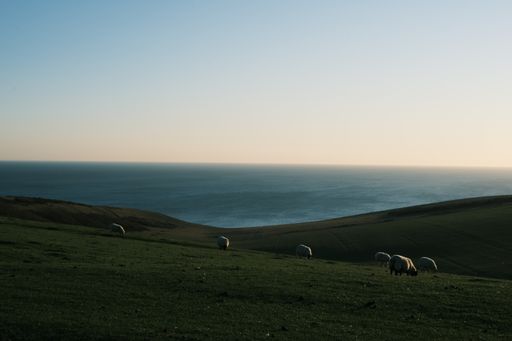 A panoramic view of the sheeps grazing