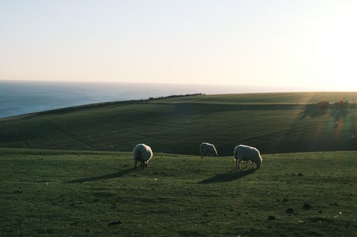A panoramic view of the sheeps grazing
