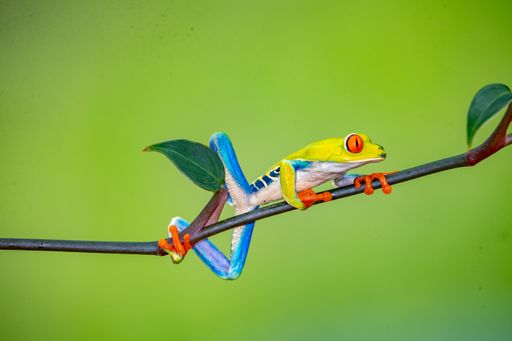 A closeup shot of the red-eyed tree frog on a tree branch on the green background