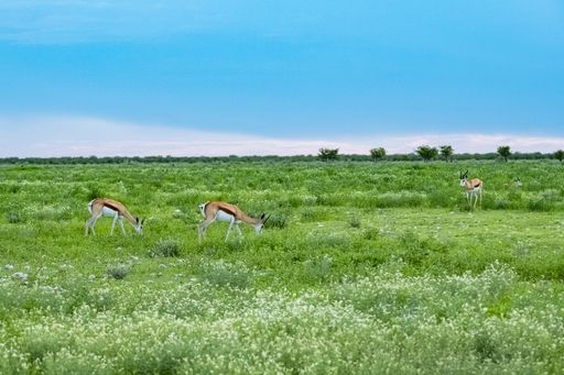 A herd of springboks, Antidorcas marsupialis, in the bush in Namibia