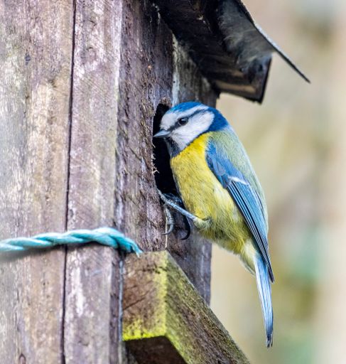 A vertical closeup of the Eurasian blue tit, Cyanistes caeruleus.