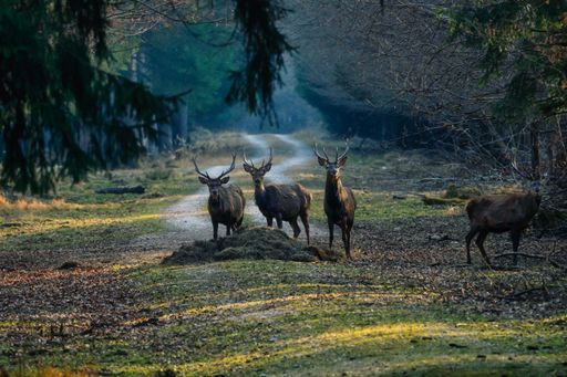 A closeup of deers in a forest