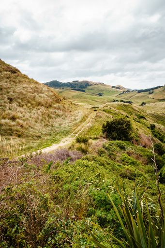 A vertical shot of valleys covered with plants and vegetation near Sandfly Bay under a gloomy sky
