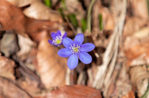 A top view macro shot of an Anemone hepatica flower (Hepatica nobilis)