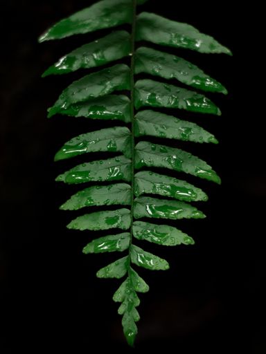 A vertical shot of water drops of dew or rain on a fern leaf isolated on a black background