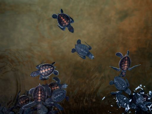 A group of two baby turtles. The Sea Turtle Preservation Society