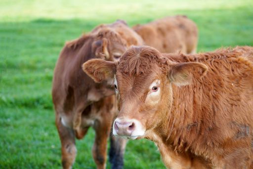 A selective focus shot of limousin cattle standing in a green pasture on a sunny day with another one in the blurred background