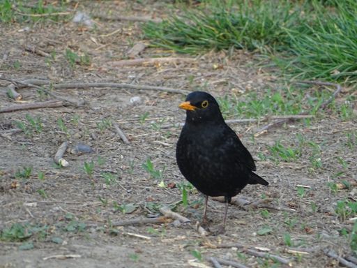 A beautiful shot of a common blackbird standing on the garden ground during daytime