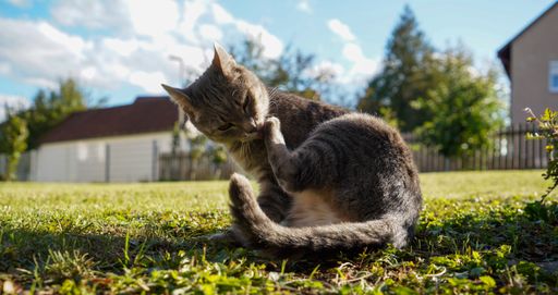 A closeup shot of a beautiful shorthair tabby cat sitting on the garden grass and cleaning its paw with its tongue in bright sunlight