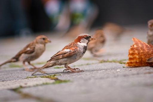 A shallow focus shot of Sparrows standing on the ground close to biscuit cone during daytime with blurred background